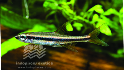 Rasbora Gracilis